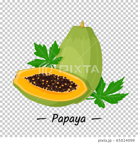 Bright tropical fruit papaya, whole and half of a sectional with seeds on a white background. Vector illustration. Bright tropical fruit papaya, whole and half of a sectional with seeds on a white background. Vector illustration. 65814099