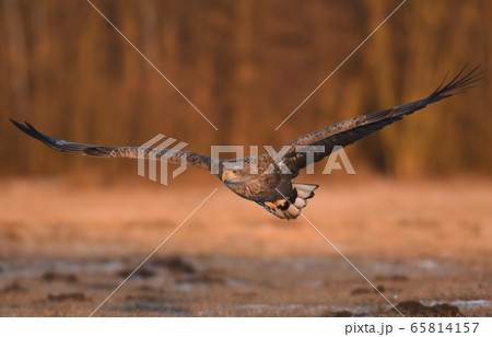 White tailed Eagle (Haliaeetus albicilla) White tailed Eagle (Haliaeetus albicilla) 65814157