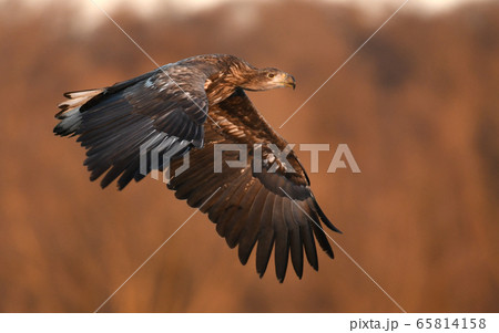 White tailed Eagle (Haliaeetus albicilla) 65814158