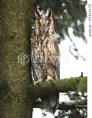 Long-eared owl (Asio otus) 65814176