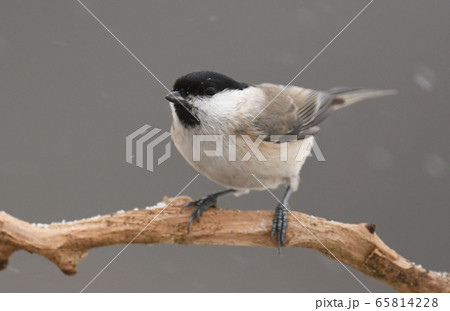 Marsh / willow tit 65814228