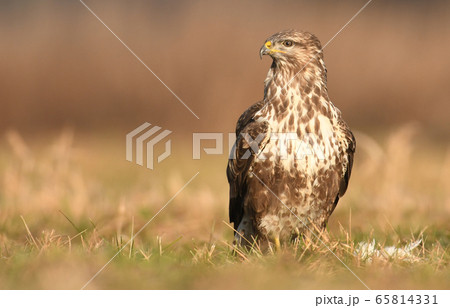 Common buzzard (Buteo buteo) 65814331