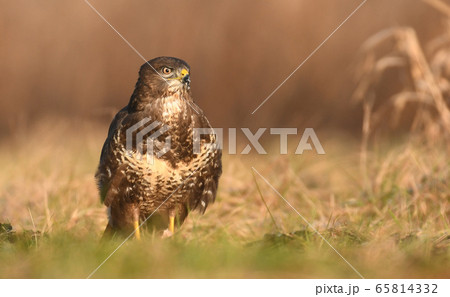Common buzzard (Buteo buteo) 65814332