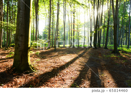 Morning in the forest Morning in the forest 65814460