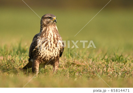 Common buzzard (Buteo buteo) Common buzzard (Buteo buteo) 65814471