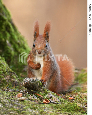 Red Squirrel (Sciurus vulgaris) Red Squirrel (Sciurus vulgaris) 65814865