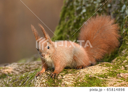 Red Squirrel (Sciurus vulgaris) 65814898