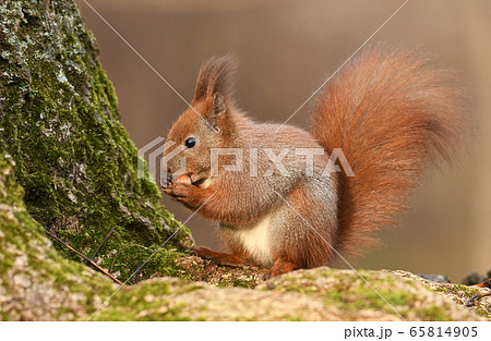 Red Squirrel (Sciurus vulgaris) Red Squirrel (Sciurus vulgaris) 65814905