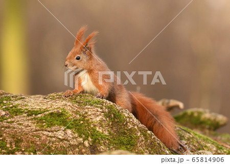 Red Squirrel (Sciurus vulgaris) Red Squirrel (Sciurus vulgaris) 65814906