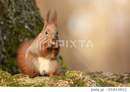 Red Squirrel (Sciurus vulgaris) 65814912