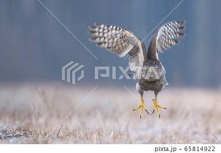 Northern Goshawk (Accipiter gentilis) 65814922