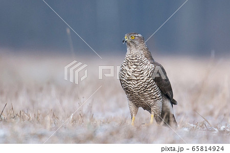 Northern Goshawk (Accipiter gentilis) 65814924