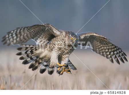 Northern goshawk (Accipiter gentilis) Northern goshawk (Accipiter gentilis) 65814928