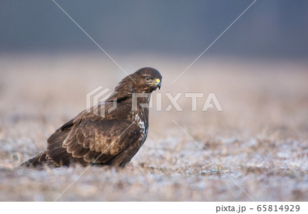 Common buzzard (Buteo buteo) 65814929