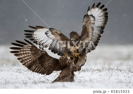 Common buzzard (Buteo buteo) Common buzzard (Buteo buteo) 65815033