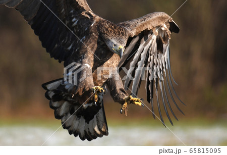 White tailed Eagle (Haliaeetus albicilla) White tailed Eagle (Haliaeetus albicilla) 65815095
