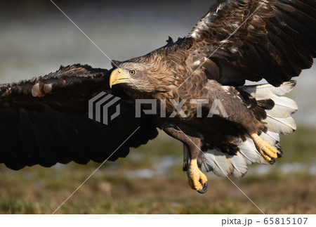 White tailed Eagle (Haliaeetus albicilla) White tailed Eagle (Haliaeetus albicilla) 65815107