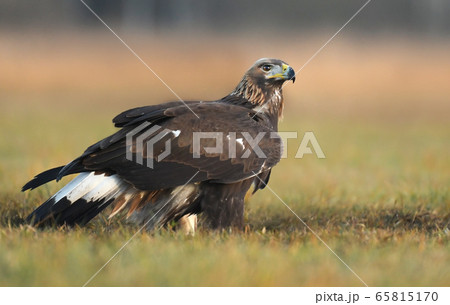 Golden Eagle (Aquila chrysaetos) 65815170