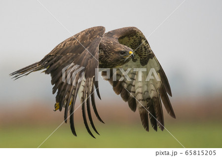 Common buzzard (Buteo buteo) 65815205