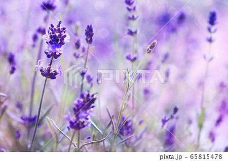 Lavender flowers Lavender flowers 65815478