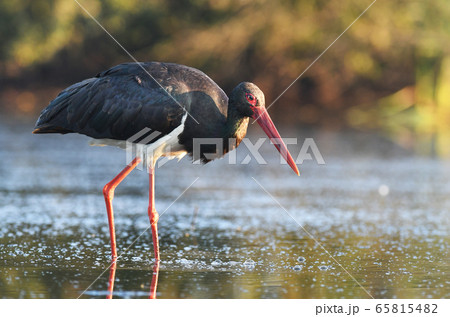 Black stork (Ciconia nigra) 65815482