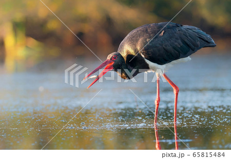 Black stork (Ciconia nigra) 65815484