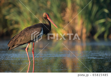 Black stork (Ciconia nigra) Black stork (Ciconia nigra) 65815485