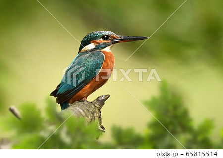 Kingfisher (Alcedo atthis) 65815514
