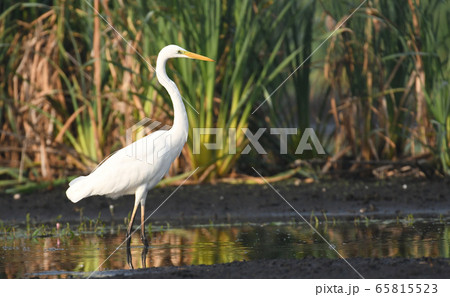 Great white egret (Egretta alba) 65815523