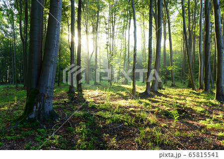Morning in the forest Morning in the forest 65815541