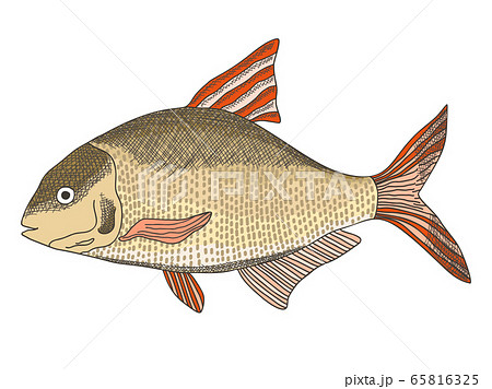 Sketch textured vector common freshwater bream 65816325