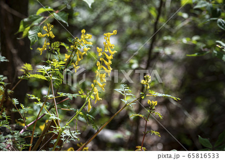 野花 野生の花 植物 65816533