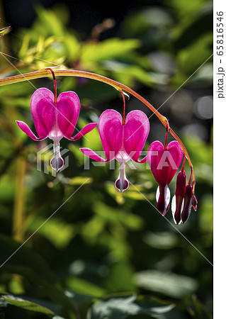 野花 野生の花 ケマンソウの写真素材