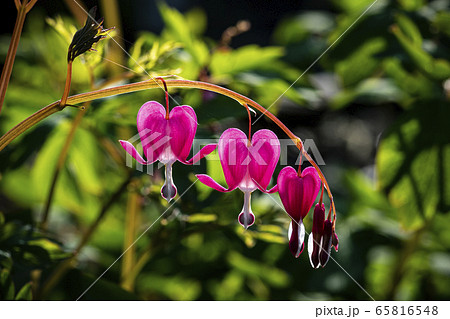 野花 野生の花 ケマンソウの写真素材