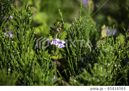 野花 野生の花 植物の写真素材