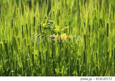 野花 野生の花 黄色の花の写真素材