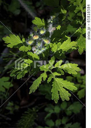 野花 野生の花 植物 65816584