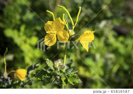 野花 野生の花 黄色の花 65816587