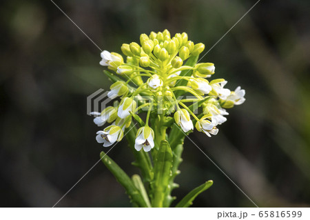 野花 野生の花 春 65816599