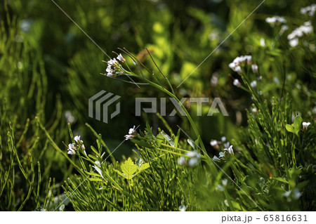 野花 野生の花 春の写真素材