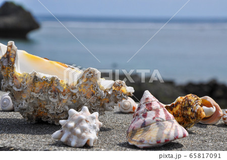 天然貝殻 波状 白 しゃこがい宮古島1990年代 大きめ貝殻貝シェル