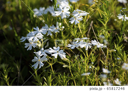 野花 野生の花 植物の写真素材