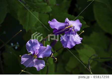 野花 野生の花 植物の写真素材