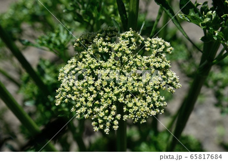 パセリの花の写真素材