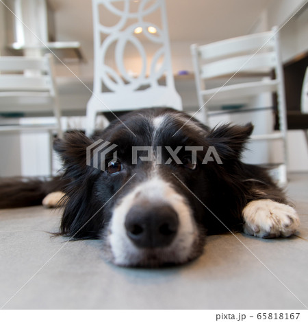 ボーダーコリー 65818167