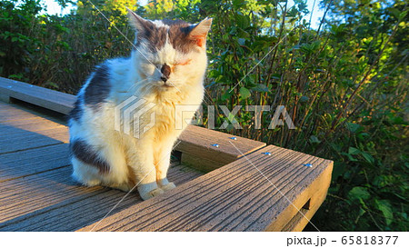 都立舎人公園 東京都足立区 の野良猫の写真素材