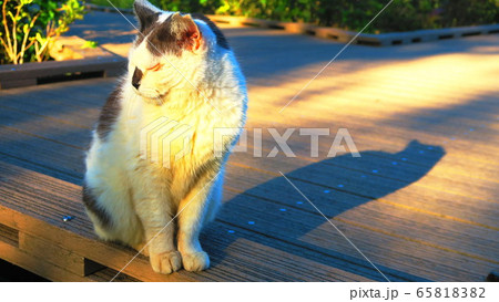 都立舎人公園（東京都足立区）の野良猫 65818382