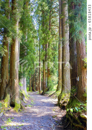 八海神社杉並木(縦) 八海神社杉並木(縦) 65818433