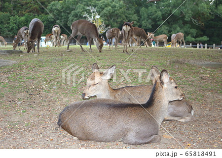 奈良公園の鹿（昼寝と食事） 65818491