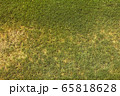 Green grass picture used as texture or background for any design 65818628